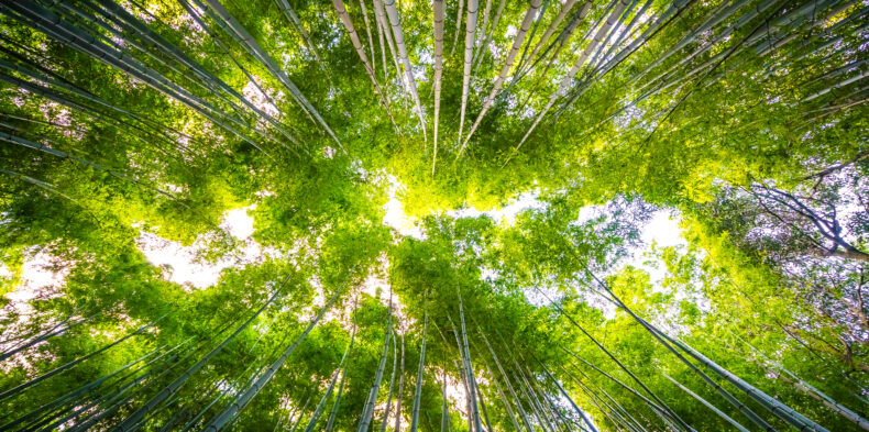 Motywacja a odnawialne źródła energii: firma jako ekosystem